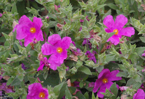 Cistus purpureus 'Brilliancy'