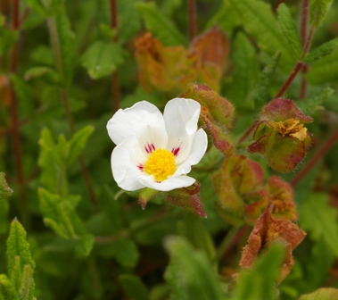 Cistus 'Ruby Cluster'