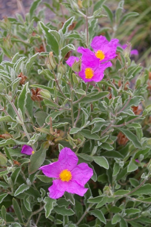 Cistus 'Santa Cruz'