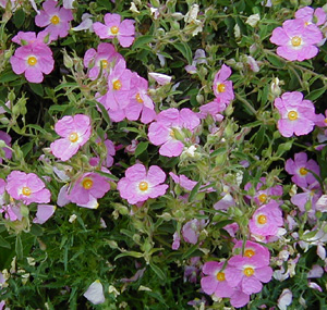 Cistus 'Silver Pink'