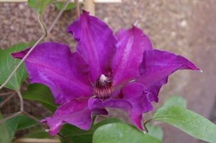Clematis FLEURI