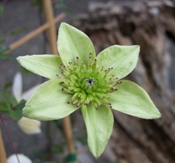Clematis PISTACHIO