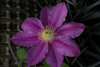 Clematis ABILENE (Evipo027)