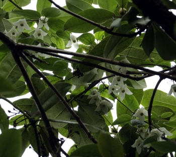 Clematis aff urophylla