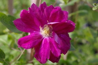 Clematis 'Akafuji'