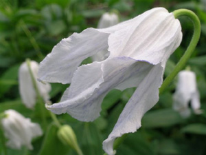 Clematis 'Alba Chirifu'