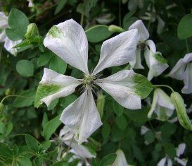 Clematis 'Alba Luxurians'