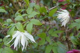 Clematis 'Albina Plena'