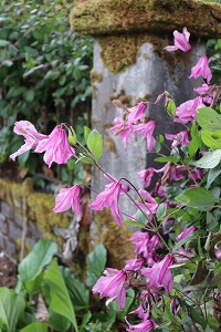 Clematis 'Alionushka'