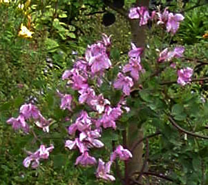Clematis 'Alionushka'