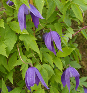 Clematis alpina 'Pamela Jackman'