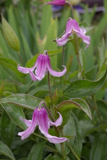 Clematis 'Andante'