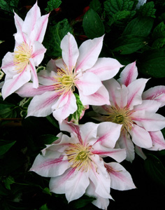 Clematis 'Andromeda'