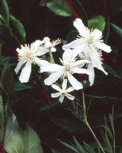 Clematis angustifolia