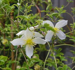 Clematis 'Anita'