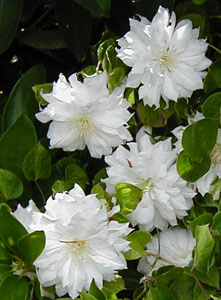 Clematis ARCTIC QUEEN