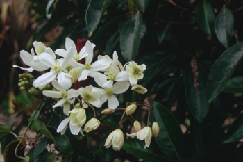 Clematis armandii
