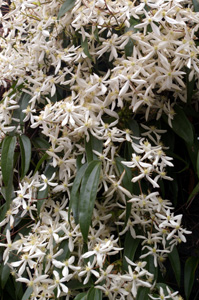 Clematis armandii 'Snowdrift'