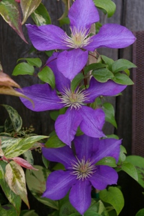 Clematis 'Ascotiensis'