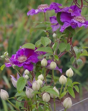 Clematis 'Ashva'