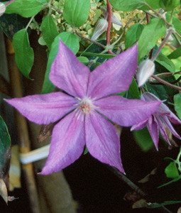 Clematis 'Bagatelle'