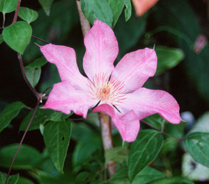 Clematis 'Barbara Dibley'