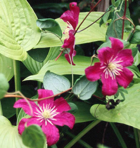 Clematis 'Barbara Harrington'