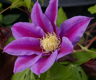 Clematis 'Barbara Jackman'