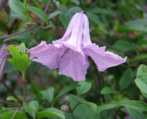 Clematis 'Betty Corning'