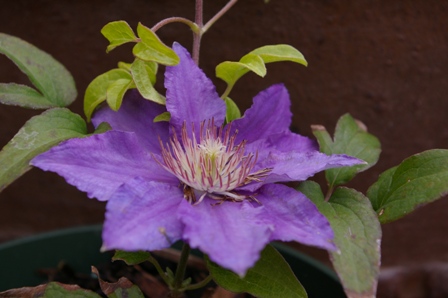 Clematis 'BIJOU'