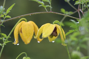 Clematis 'Bill MacKenzie'