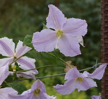 Clematis 'Blekitny Aniol' ('Blue Angel')