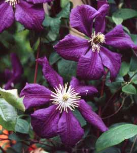 Clematis 'Blue Belle'