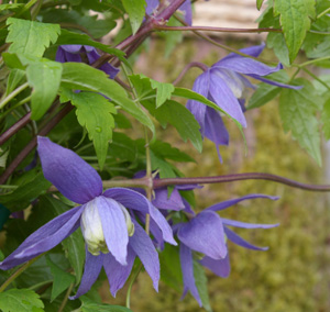 Clematis 'Blue Bird'