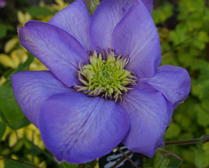 Clematis 'Blue Light'