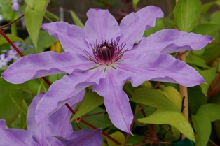 Clematis 'Blue Ravine'