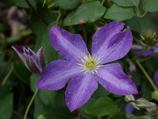 Clematis BONANZA