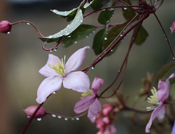 Clematis 'Brewster'