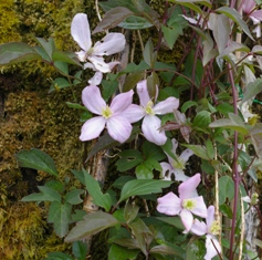 Clematis 'Brewster'