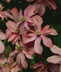 Clematis 'Broughton Star'