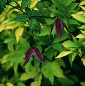 Clematis 'Brunette'