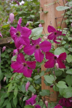 Clematis 'Carmencita'