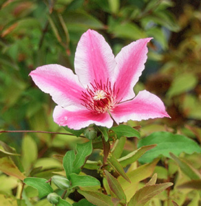 Clematis 'Carnaby'