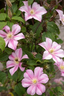 Clematis 'Caroline'