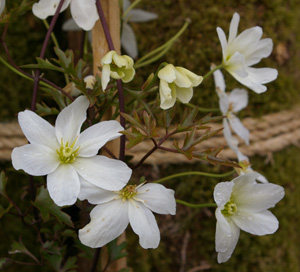 Clematis cartmanii 'Avalanche'