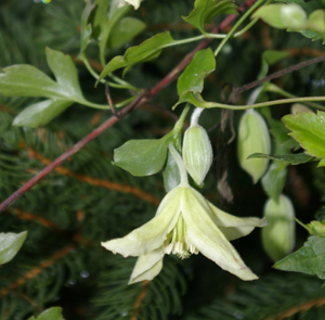 Clematis cirrhosa 'Ourika Valley'