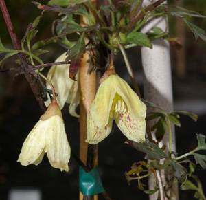 Clematis cirrhosa var. balearica