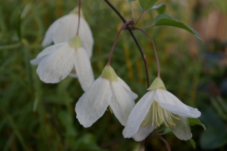 Clematis cirrhosa var. purpurascens 'Jingle Bells'