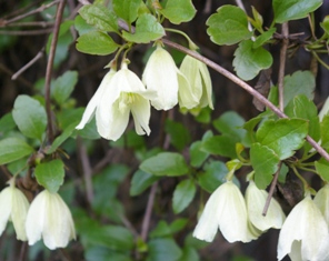 Clematis cirrhosa 'Wisley Cream'