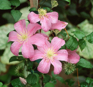 Clematis 'Comtesse de Bouchaud'